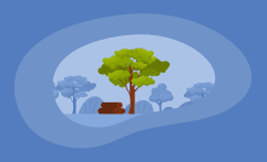 How Sustainable Is Tigerwood? Here Are the Facts
