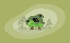 How Sustainable Is Carbon Offsetting? Here’s The Big Picture
