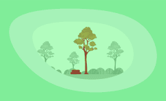 How Sustainable Is Balau Wood? Here Are the Facts