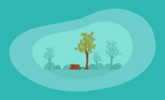 How Sustainable Is Cocobolo Wood? Here Are the Facts