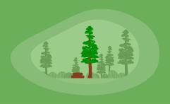 How Sustainable Is Redwood? Here Are the Facts