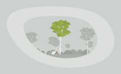 How Sustainable Is Birch Wood? Here Are the Facts
