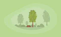 How Sustainable Is Hickory Wood? Here Are the Facts