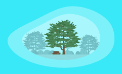 How Sustainable Is Cedar Wood? Here Are the Facts