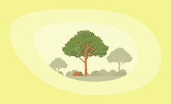How Sustainable Is Eucalyptus Wood? Here Are the Facts