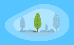 How Sustainable Is Poplar Wood? Here Are the Facts