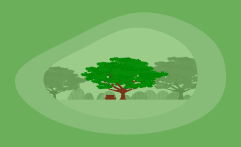 How Sustainable Is Koa Wood? Here Are the Facts