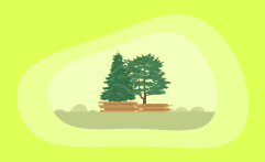 7 Most Sustainable Softwoods: A Life-Cycle Analysis