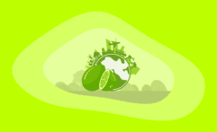 The Environmental Impact of Limes: From Farm to Table