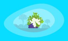 The Environmental Impact of Grapes: From Farm to Table