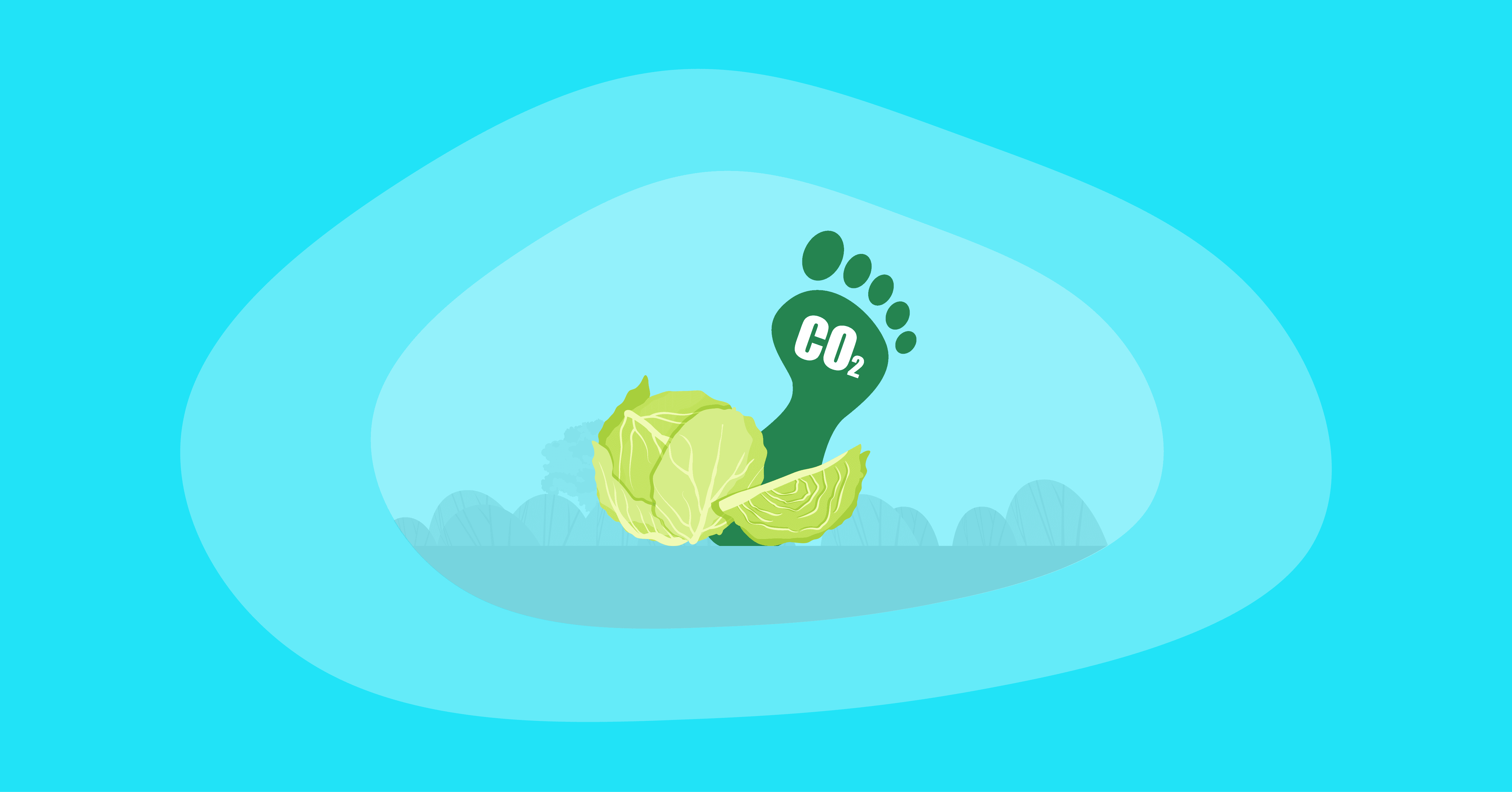 Illustration of cabbage with their carbon footprint