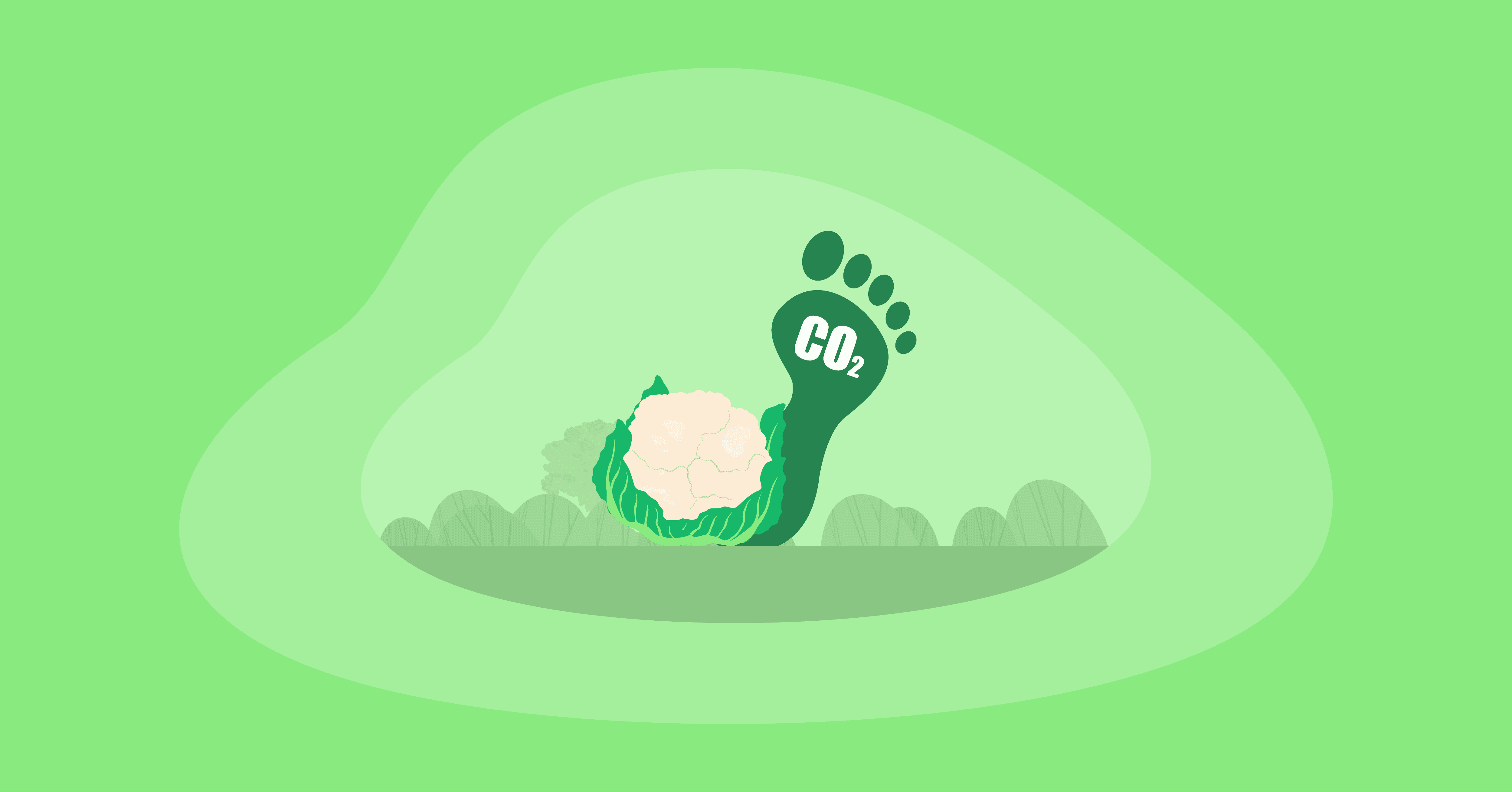 Illustration of cauliflower with its carbon footprint