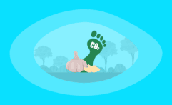 What Is the Carbon Footprint of Garlic? A Life-Cycle Analysis