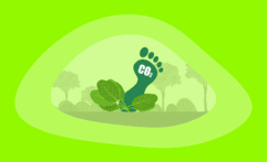 What Is the Carbon Footprint of Spinach? A Life-Cycle Analysis