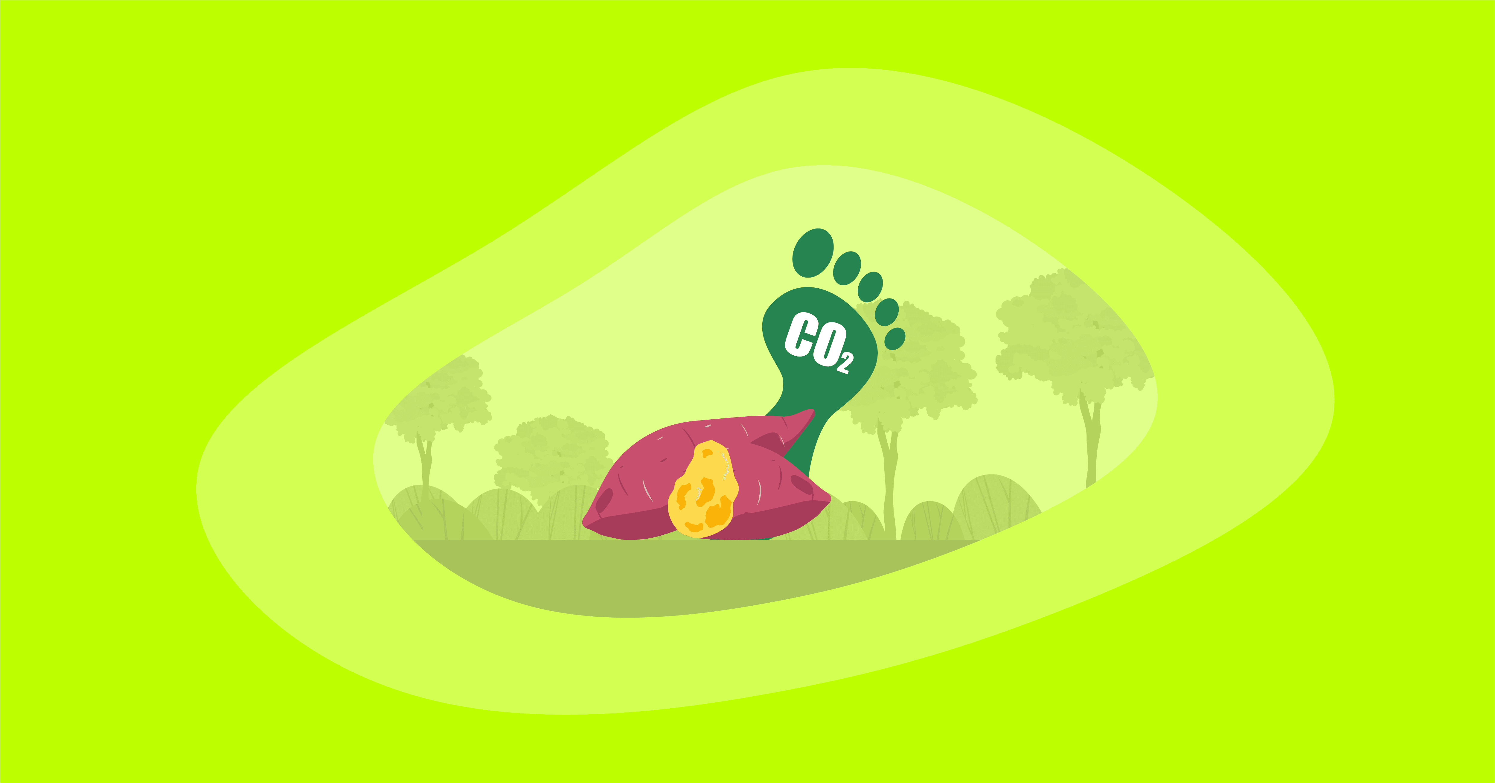 Illustration of sweet potatoes and their carbon footprint