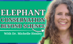 How to Ensure the Co-existence of Elephants & People: Dr. Michelle Henley from Elephants Alive (#4)
