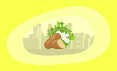 The Environmental Impact of Potatoes: From Farm to Table