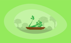 Is Eating Celery Ethical & Sustainable? Here Are the Facts