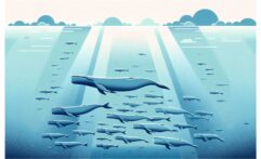 Sperm Whales Found To Help Each Other Give Birth