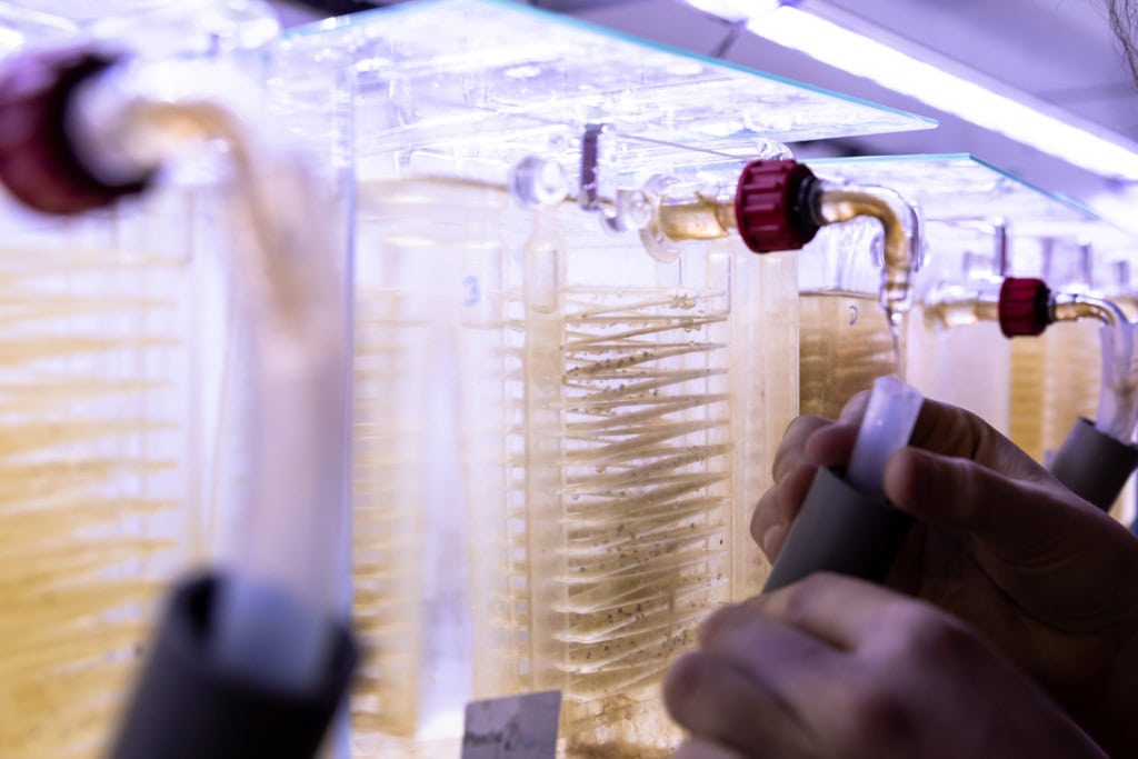 Reportage für das Terra Mater Magazin zum Thema Mikroplastik: Im Laboratoire d’Océanographie Microbienne in Banyuls-sur-Mer wird an plastikfressenden Mikroorganismen im Meer geforscht.