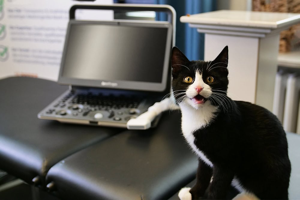 Ein tragbares Ultraschallgerät für die Veterinärmedizin neben einer Katze. Tragbares Ultraschallgerät für die Veterinärmedizin neben einer Katze