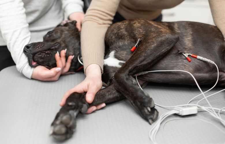 Ein liegender Hund bei einer Herzuntersuchung mit angelegten Elektroden eines EKG-Geräts in einer Tierarztpraxis.