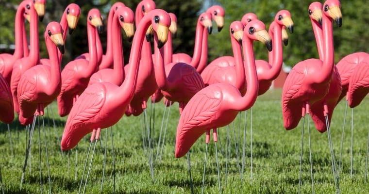 A large cluster of pink plastic yard flamingos staked in the ground