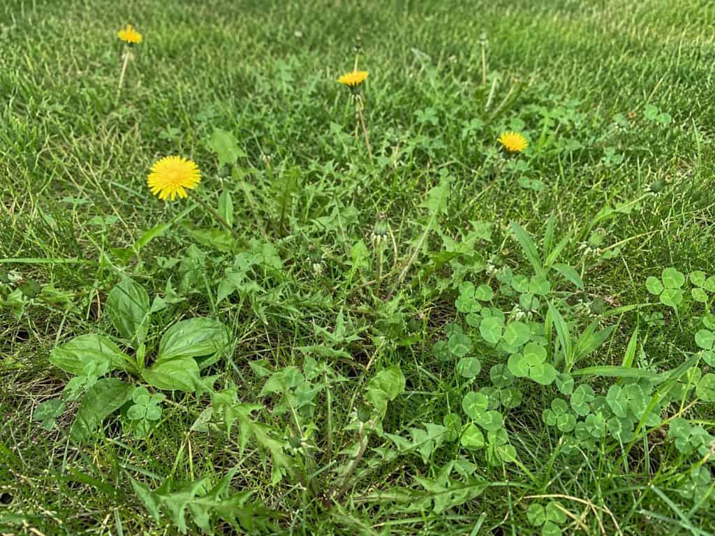 Close-up of a grassy lawn with yellow dandelions and clover plants.