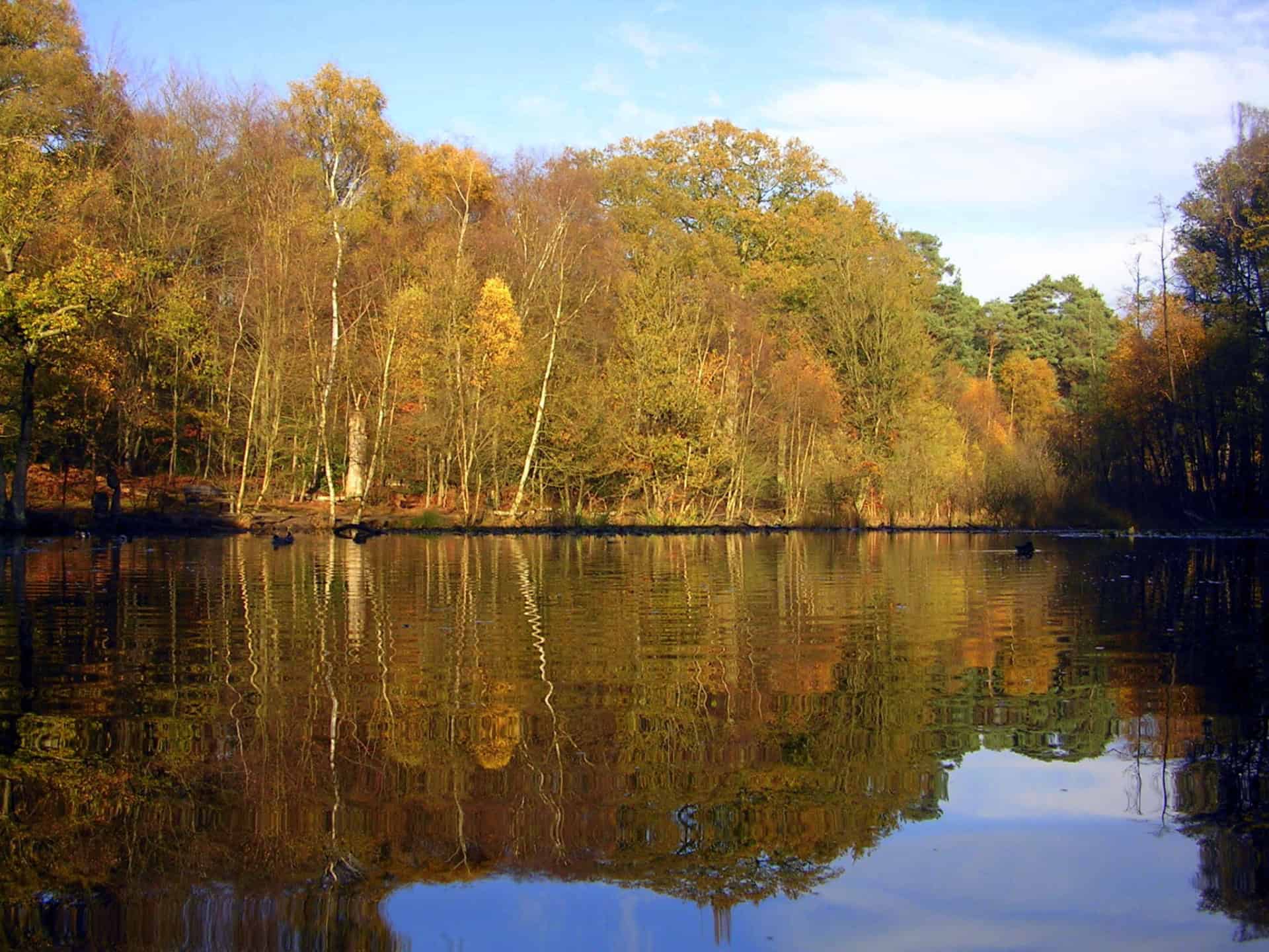 A serene pond in Burnham Beeches reflects the autumn-coloured trees surrounding it. The trees display hues of yellow, orange, and green under a clear blue sky. The water is calm, with subtle ripples enhancing the peaceful atmosphere of the landscape.