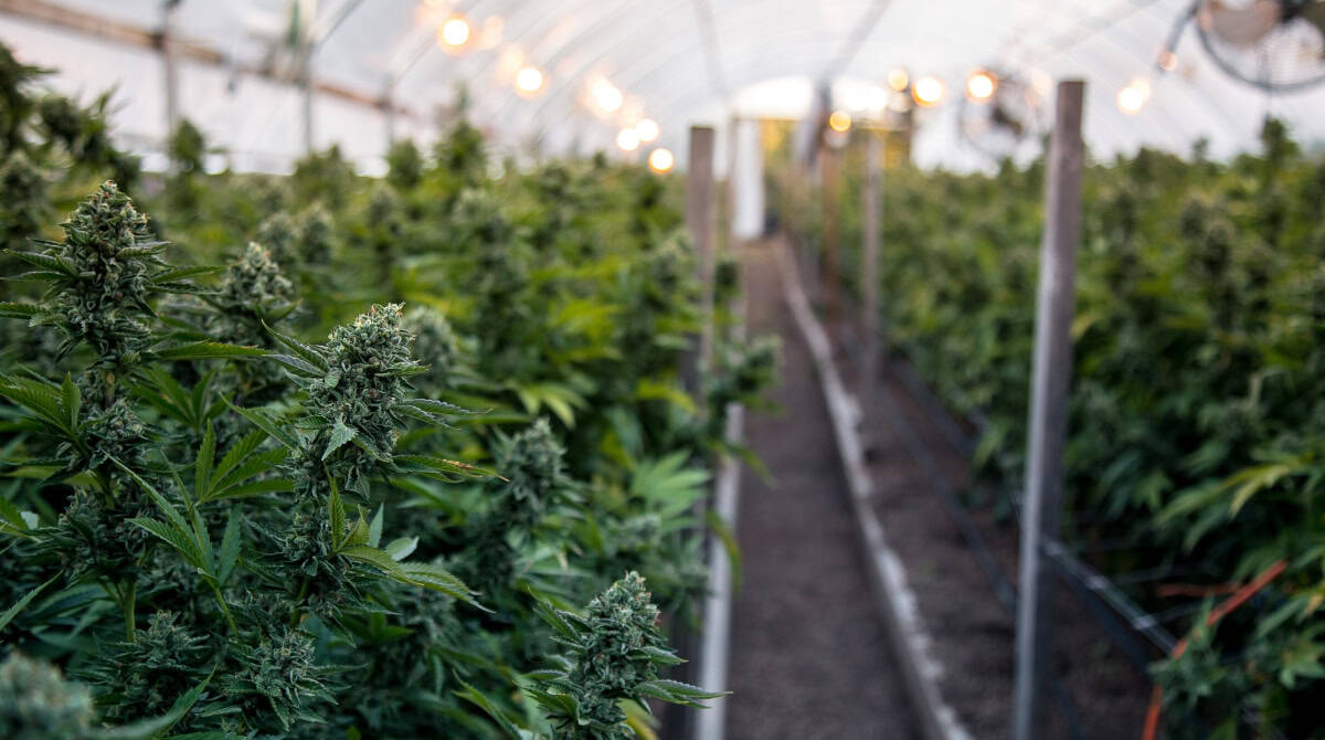 Elevating Cannabis Operations with Matterport 3D