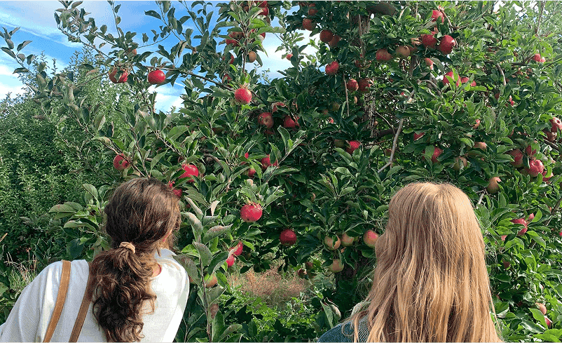 apples (1)