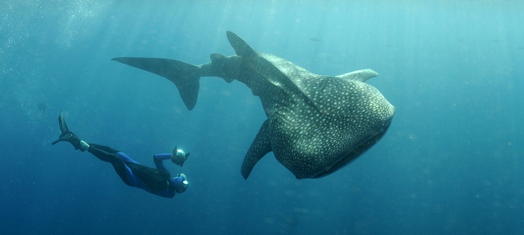 Plongée sous-marine avec un requin baleine majestueux dans les eaux cristallines.