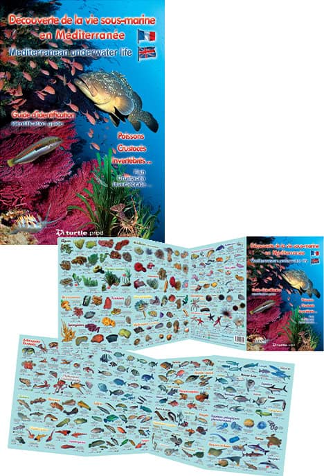 Explorez la biodiversité marine méditerranéenne avec ce guide illustré des poissons et invertébrés, essentiel pour tout pl...