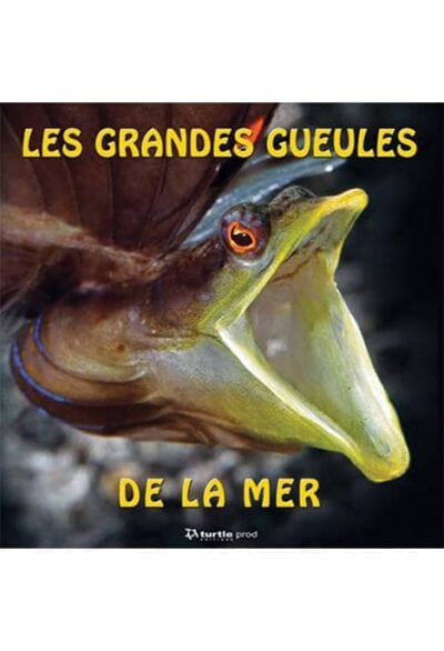 Découvrez l'étonnante biodiversité marine avec un gros plan captivant d'une murène, emblème des récifs coralliens.