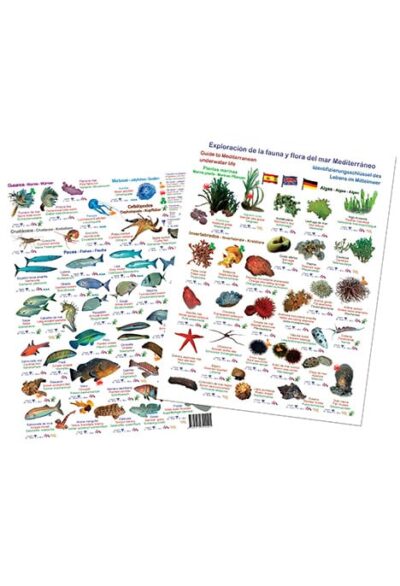 Plaquette éducative illustrant la biodiversité marine de la Méditerranée, idéale pour enrichir vos explorations sous-marines.