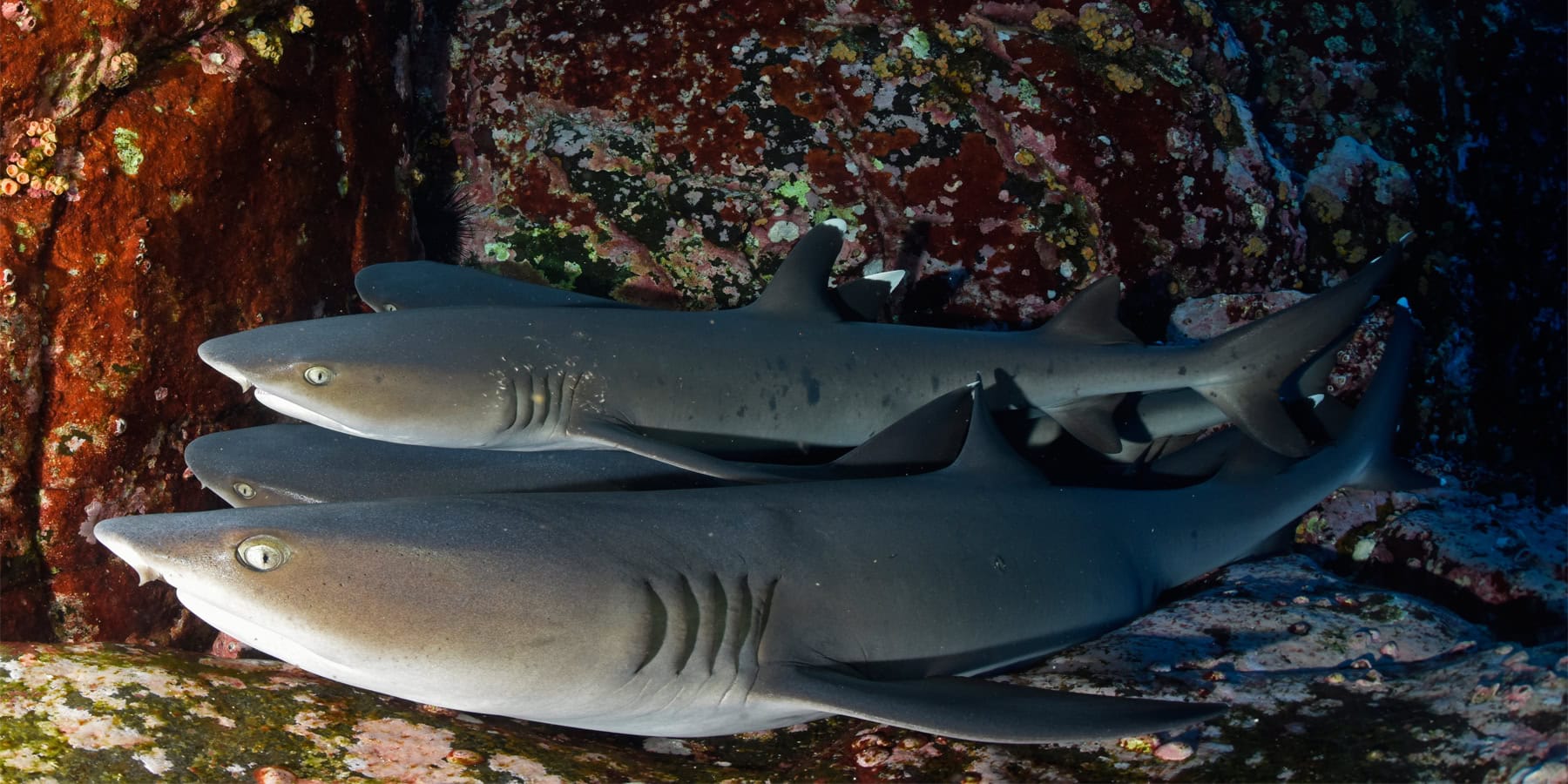 Récif corallien avec des requins nageant paisiblement dans leur habitat naturel.