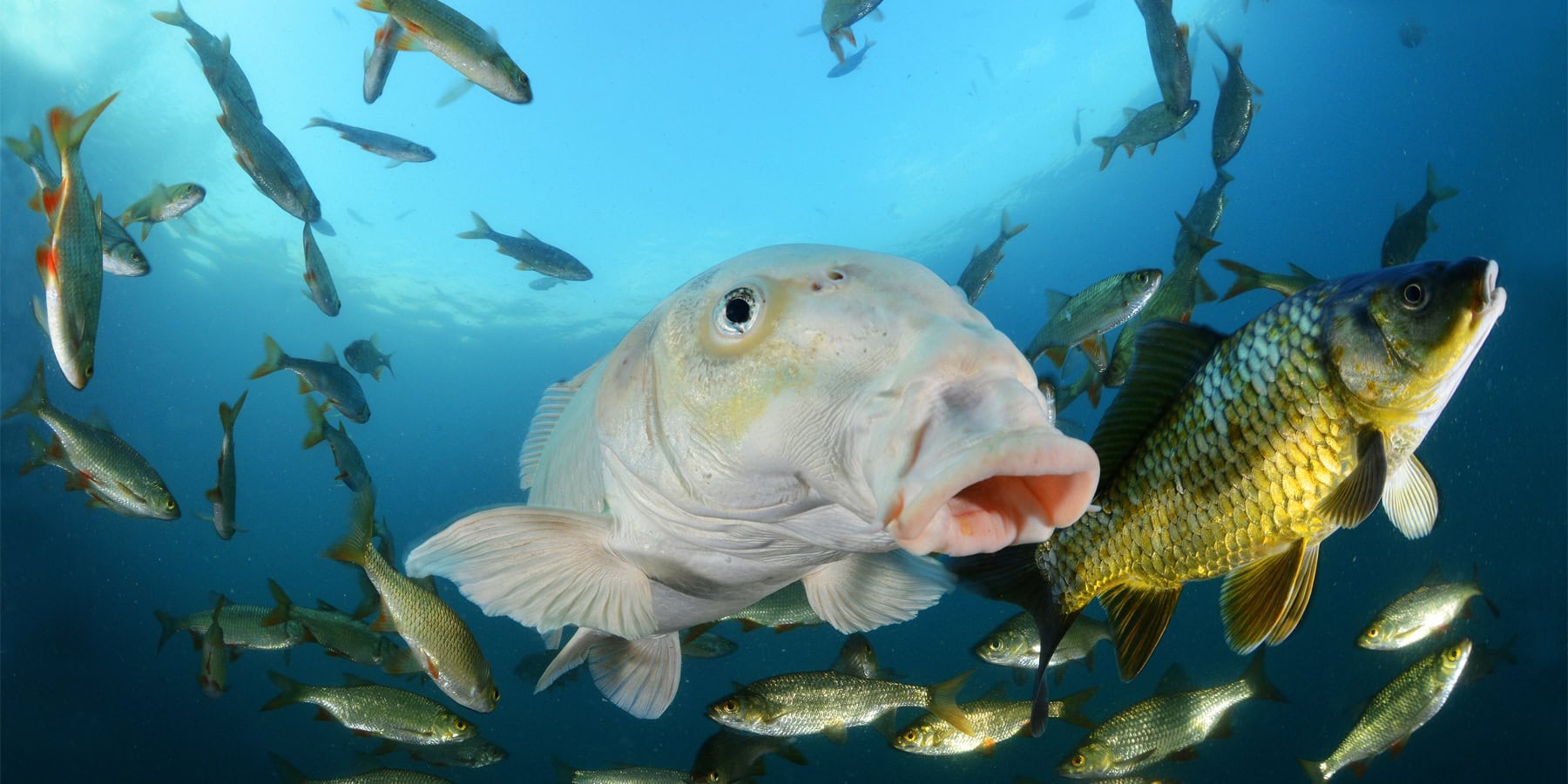 Poissons colorés évoluant dans un écosystème marin vibrant et diversifié. Plongée sous-marine fascinante.