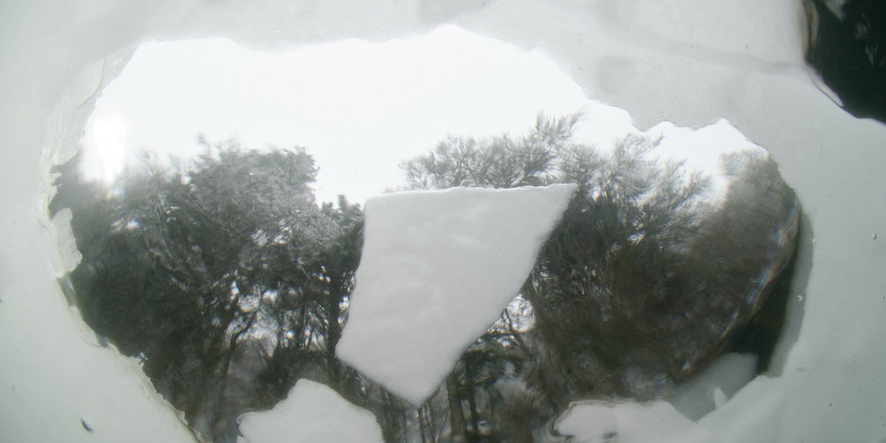 Reflet sous-marin montrant la glace et la végétation aquatique environnante.