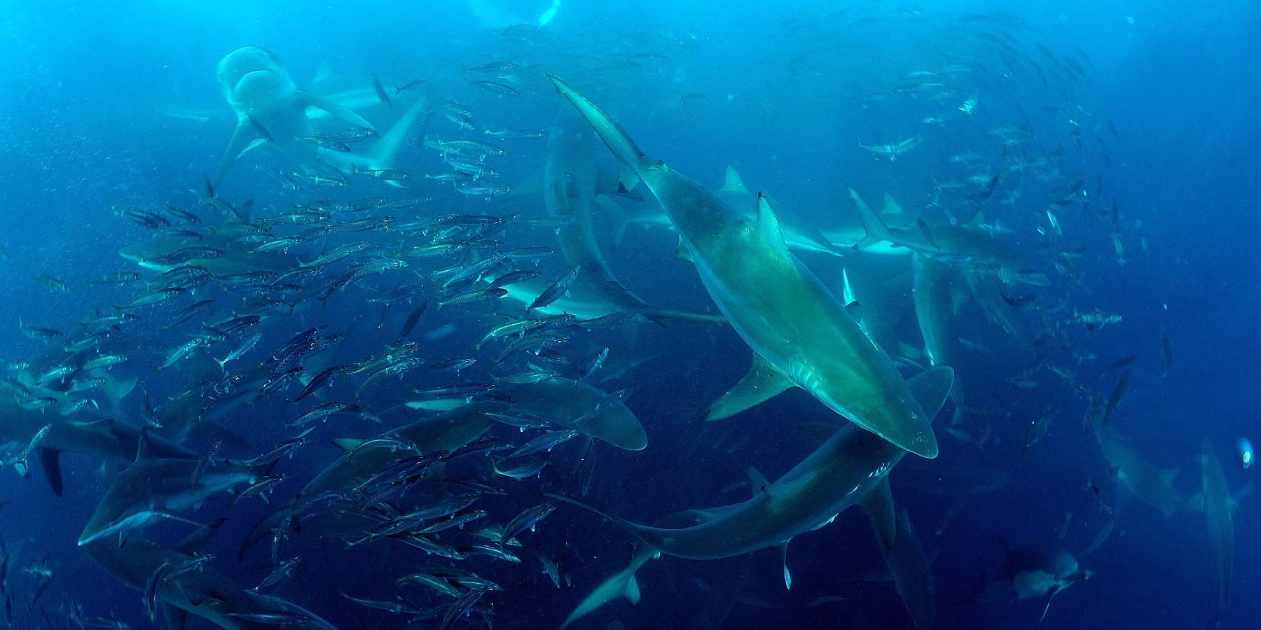 Écosystème marin dynamique avec des requins et des bancs de poissons dans l'océan.