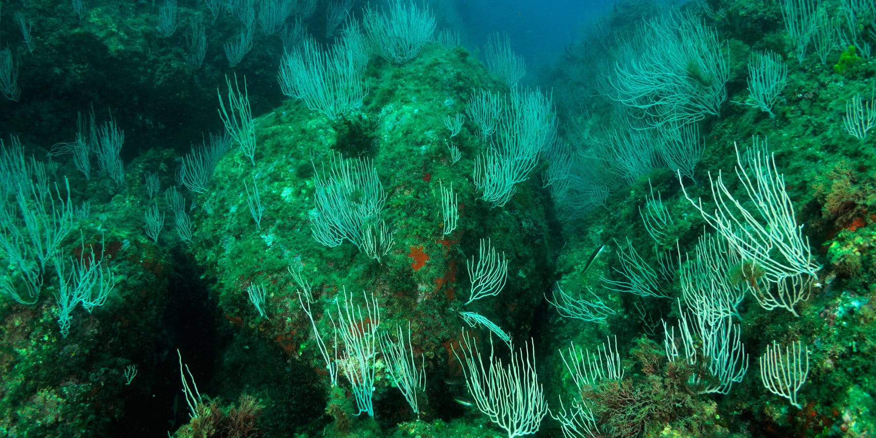 Écosystème marin riche avec coraux et végétation sous-marine diversifiée. Plongée immersive garantie.