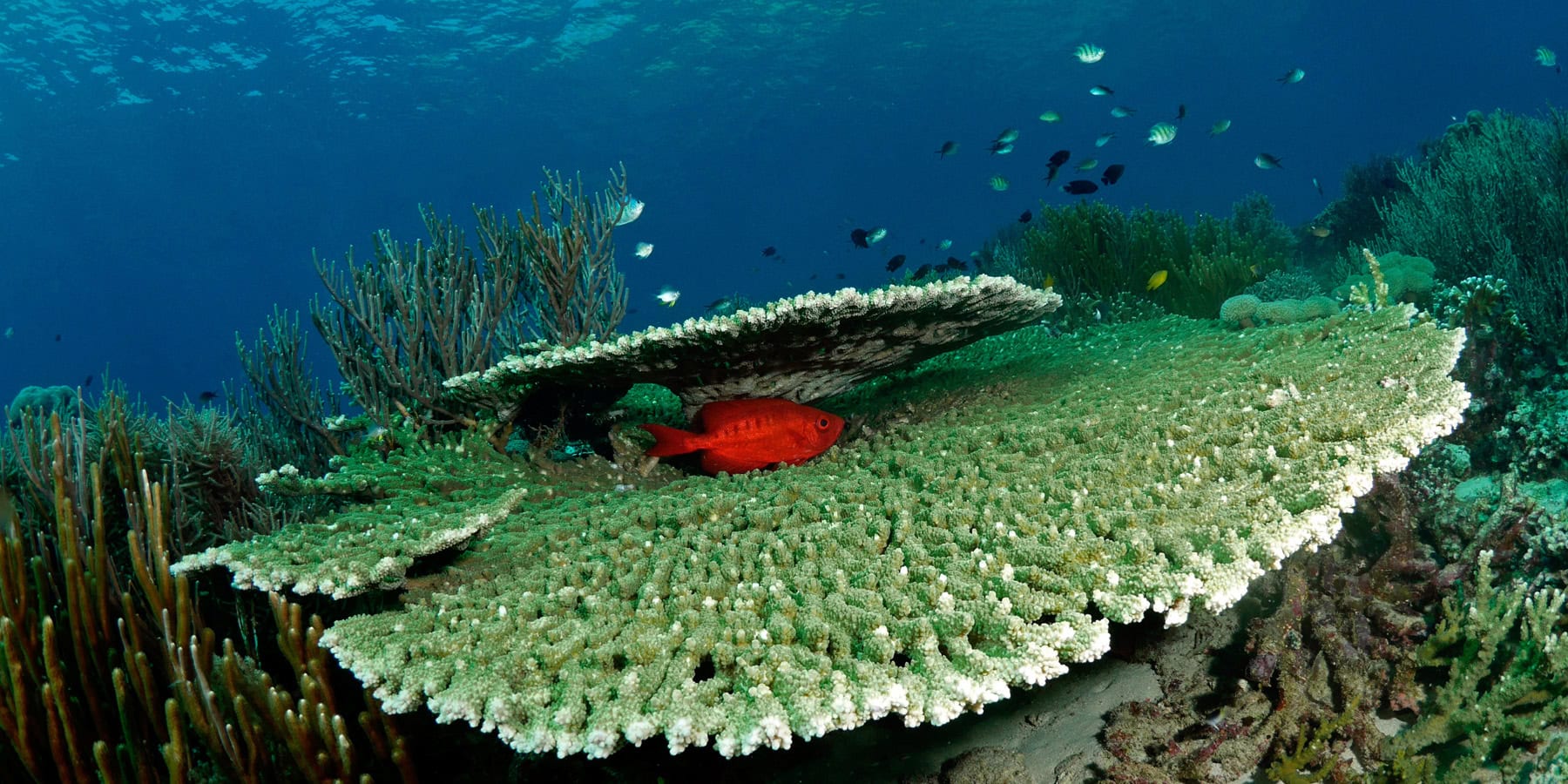 Corail vibrant abritant des poissons colorés dans un écosystème marin riche et diversifié.