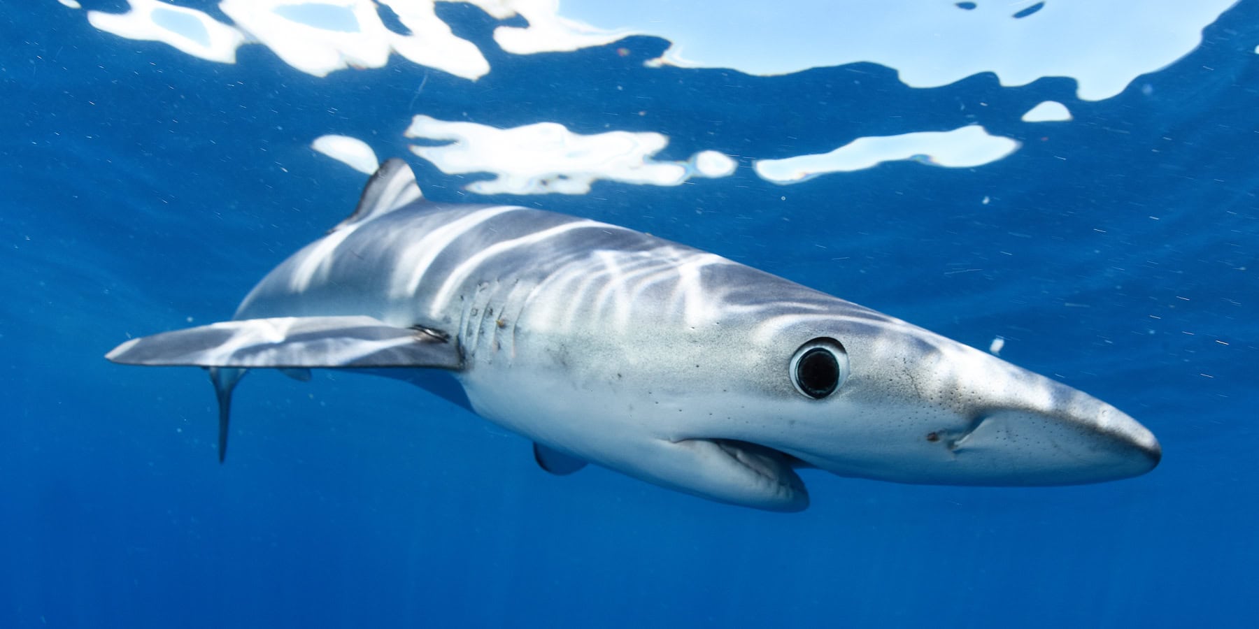 Requin nageant dans les eaux cristallines, illustration de la biodiversité marine fascinante.