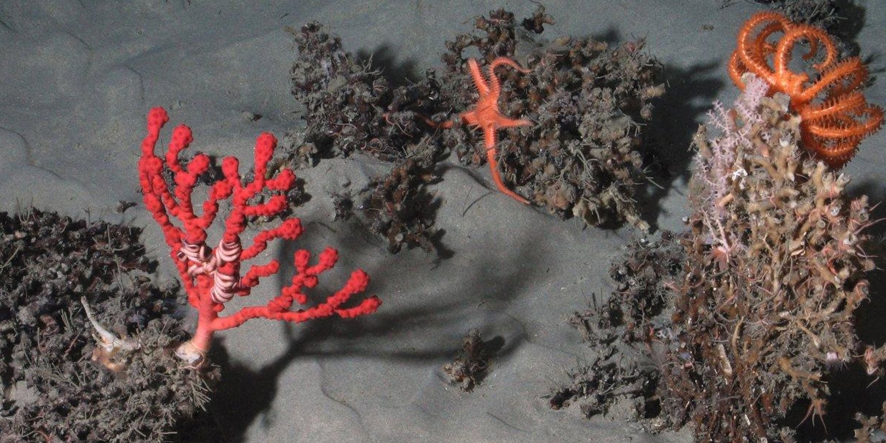 Coraux colorés et étoiles de mer dans un habitat sous-marin riche et diversifié.