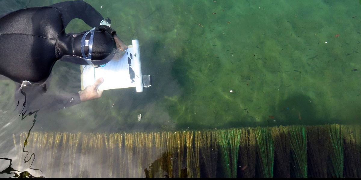 Plongée sous-marine pour l'étude des écosystèmes marins et observation des poissons.