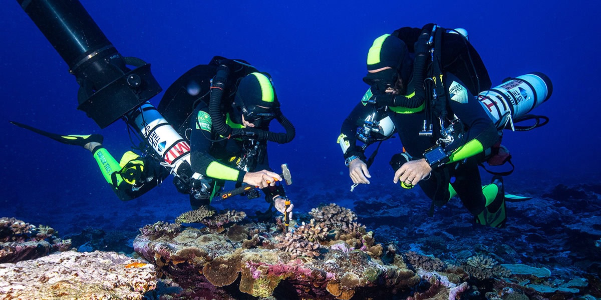 Plongée sous-marine avec des scientifiques étudiant les coraux et la biodiversité marine.