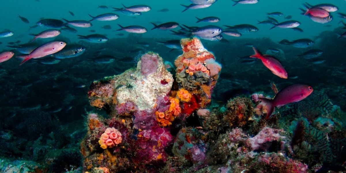 Plongée à São Tomé