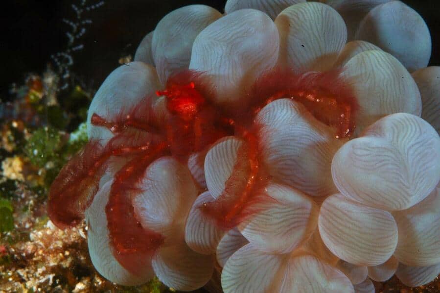 Puerto Galera Crabe Orang Outan