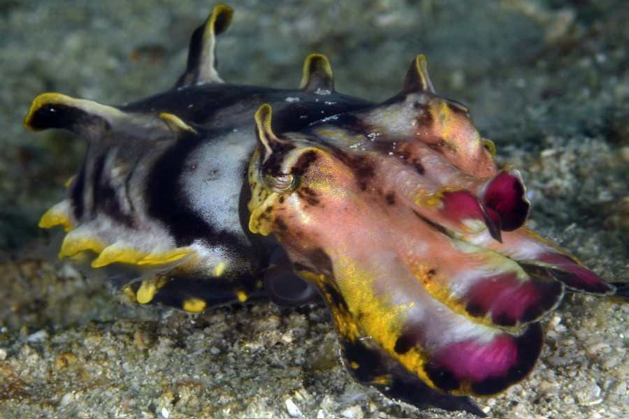 Seiche Flamboyante 2