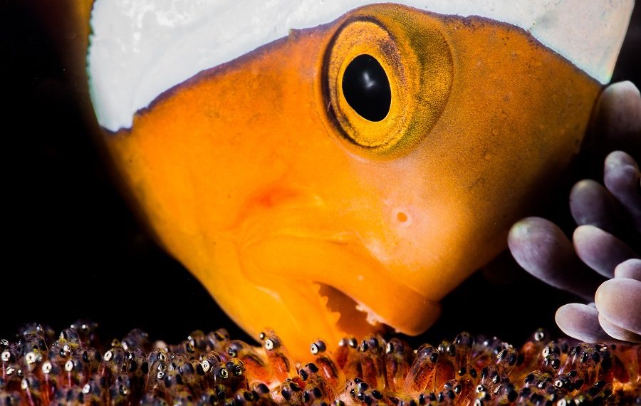 Best 5 Images Macro C Fanny Lohyer 1 900x570