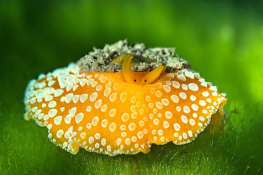 Macro Cédric Péneau